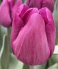 Triumph-Tulpe Bullit