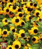 Sanvitalia procumbens " Yellow with black Eye" - Husarenknpfchen