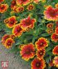 Gaillardia aristata "Goblin" - Kokardenblume