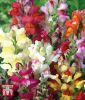 Antirrhinum majus "Circus Clowns" - Lwenmulchen
