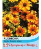 Rudbeckia hirta "Rustic Dwarfs Mischung" - Sonnenhut