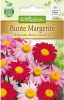 Chrysanthemum coccineum "Robinsons Riesen" - Bunte Margerite