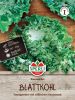 Blattkohl "Emerald Ice" - Brassica oleracea var. sabellica