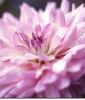 Riesenblumige Dahlie 
