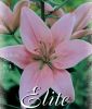 Lilium "Pink" - Asiatische Hybride
