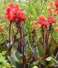 Canna indica "Black Night"- Indisches Blumenrohr