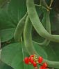 Prunkbohne / Feuerbohne 