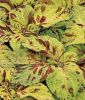 Coleus blumei 