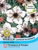 Nigella papillosa 