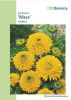 Rudbeckia hirta "Maya" - Sonnenhut