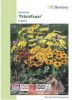 Rudbeckia hirta "Prairiefeuer" - Sonnenhut