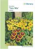 Rudbeckia hirta "Toto Mix" - Sonnenhut