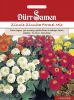 Zinnia elegans "Zinnita Formelmix" - Zinnie
