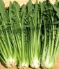 Puntarelle "Catalogna Aurelia TT" - Cichorium intybus  (Bio-Samen)