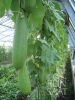 Luffa cylindrica - Schwammgurke (Bio-Samen)