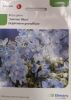 Delphinium grandiflorum "Summer Blues" - Zwerg-Rittersporn