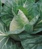 Spitzkohl (frh) "Caramba F1" - Brassica oleracea var. capitata alba