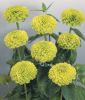 Zinnia elegans 