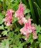 Corydalis solida 