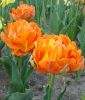 Geflltblhende frhe Tulpe Monte Orange