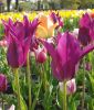 Lilienbltige Tulpe Purple Dream