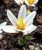 Colchicum kesselringii - Frhlings-Zeitlose