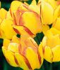 Mehrbltige Tulpe Royal Georgette