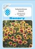 Gaillardia aristata "Kobold" - Kokardenblume