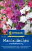 Clarkia elegans "Mischung" - Mandelrschen