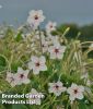 Mirabilis longiflora "Angels Trumpets" - Wunderblume