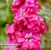 Matthiola incana "American Beauty" - Levkoje
