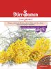 Currykraut - Helichrysum italicum
