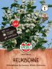 Dolichos lablab "Silver Moon" - Helmbohne