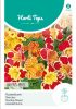 Mimulus hybrida "Queen