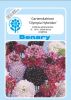 Scabiosa atropurpurea 