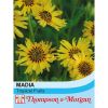 Madia elegans 