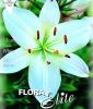 Lilium "White" - Asiatische Hybride