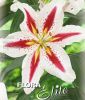 Lilium 