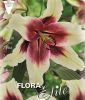 Lilium "Zeba" - Orientalische Hybride