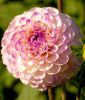 Ball-Dahlie "Genova"