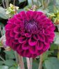 Ball-Dahlie "Lilac Bull"