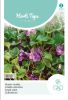 Viola odorata - Duftveilchen