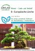 Larix decidua - Europische Lrche