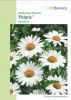 Leucanthemum x superbum "Polaris" - Margerite