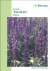 Salvia farinacea "Evolution" - Mehl-Salbei