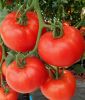 Fleischtomate 