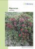 Rhododendron ferrugineum - Alpenrose