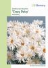 Leucanthemum x superbum 
