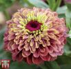 Zinnia elegans 