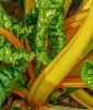 Mangold "Bright Yellow"- Beta vulgaris convar. cicla